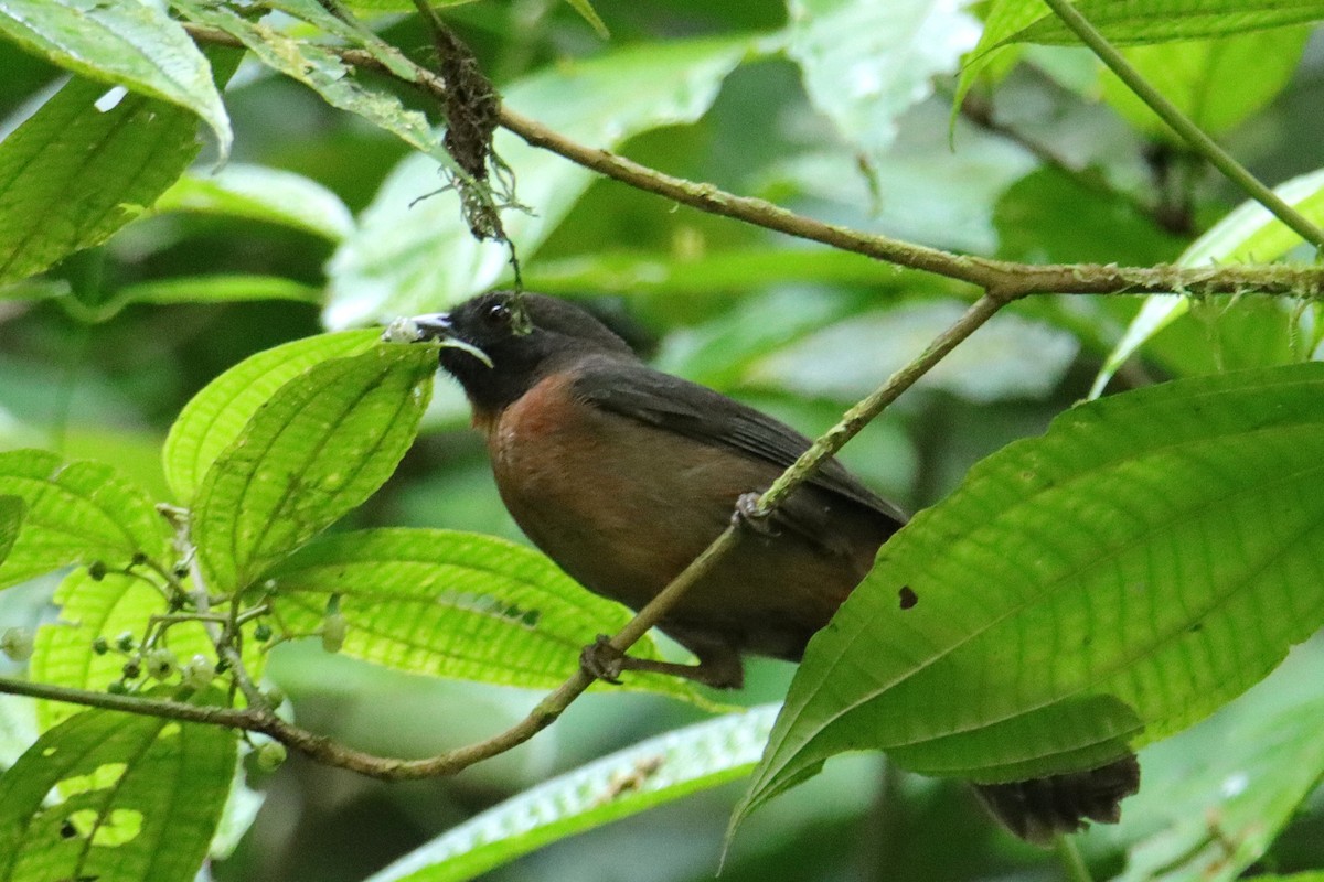 Black-cheeked Ant-Tanager - ML652266294