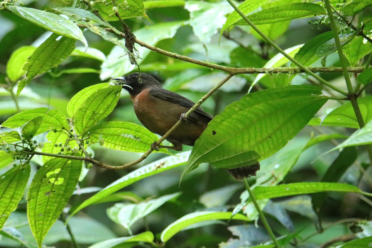 Black-cheeked Ant-Tanager - ML652266295