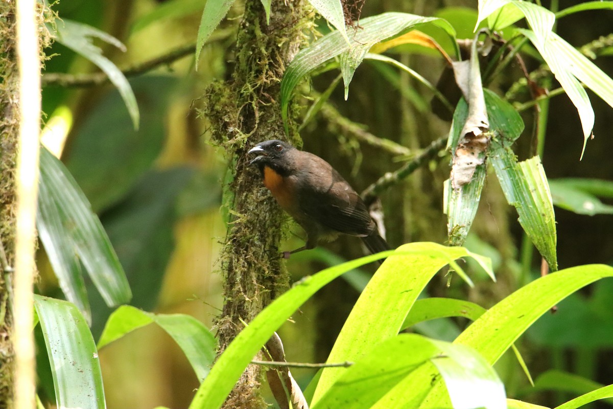 Black-cheeked Ant-Tanager - ML652266296