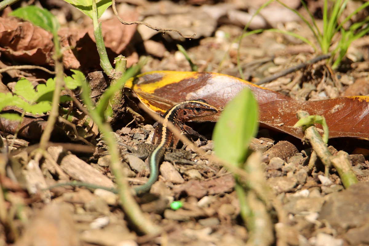 Whiptail Lizards - ML652266338