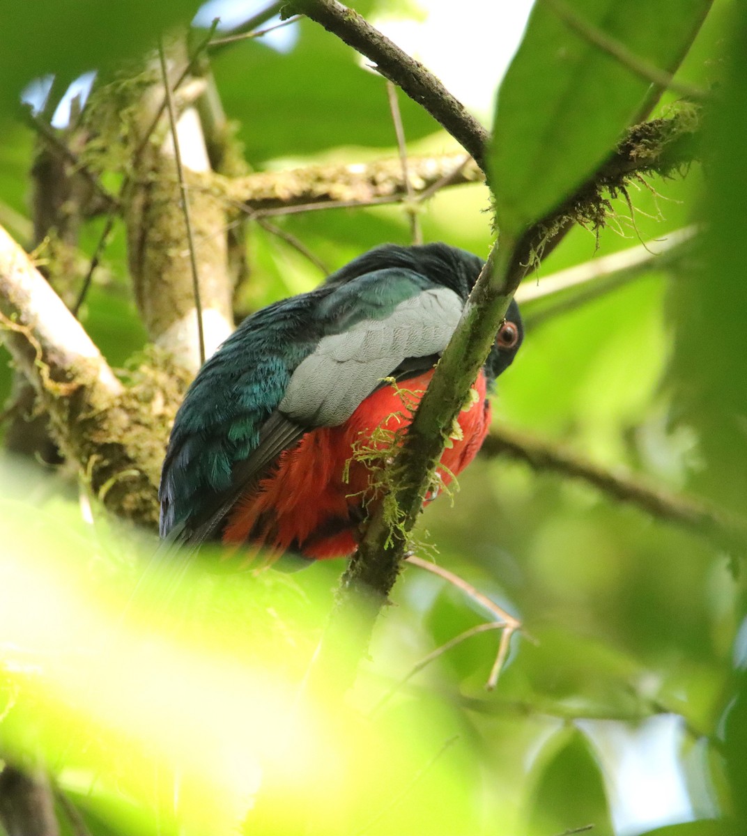Slaty-tailed Trogon - ML652266401