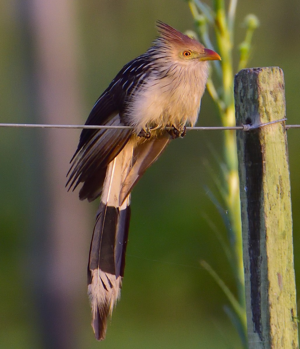eBird Checklist - 28 Nov 2025 - Reserva Don Luis - areas SW of house ...