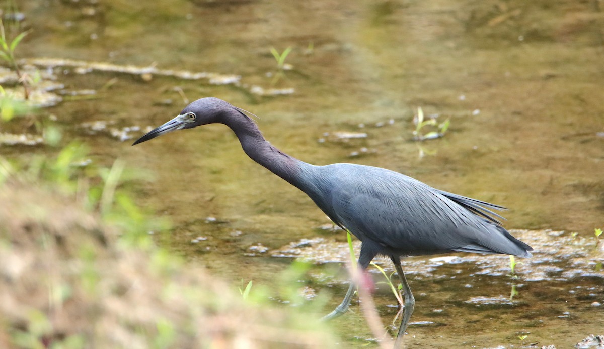 Little Blue Heron - ML652266413
