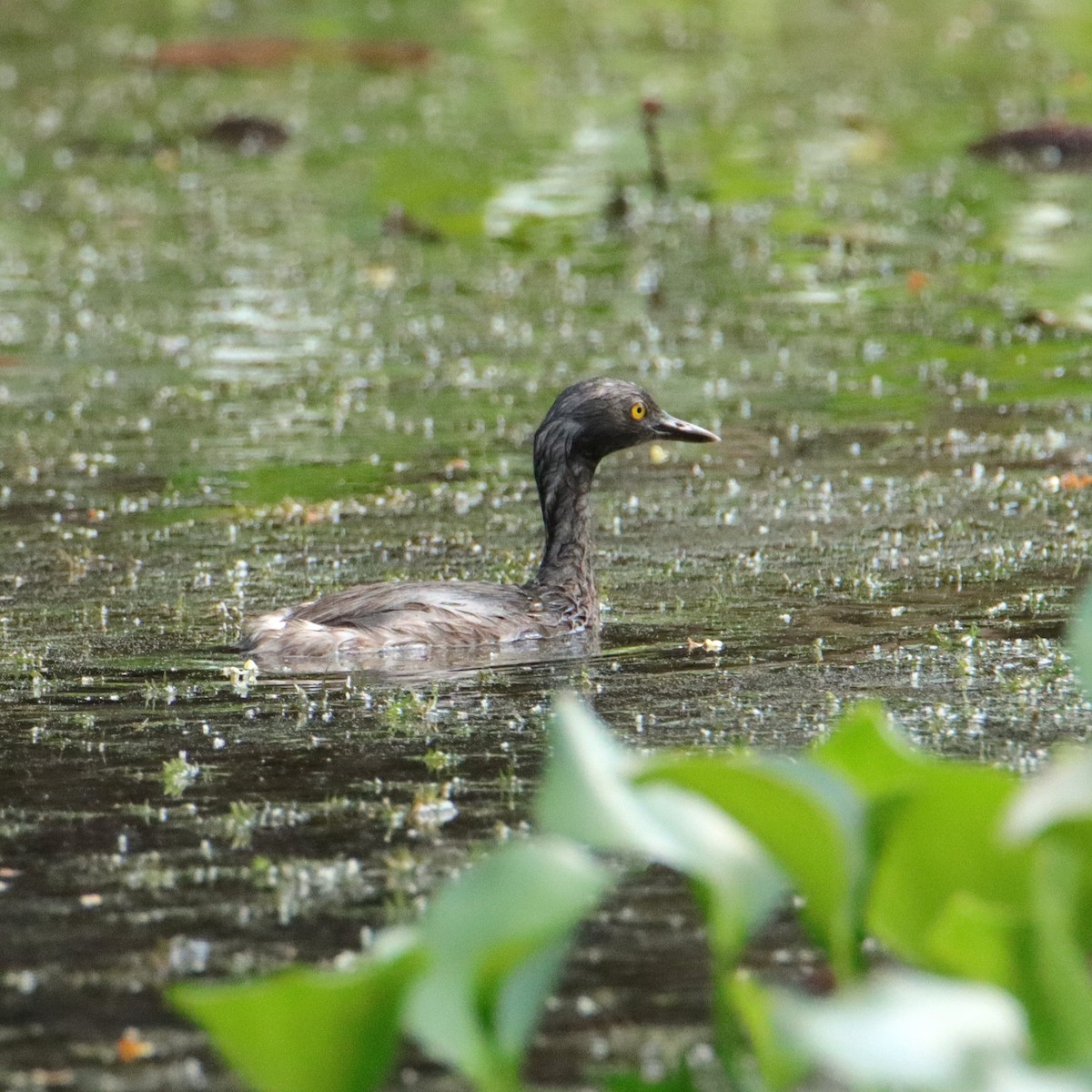 Least Grebe - ML652266425