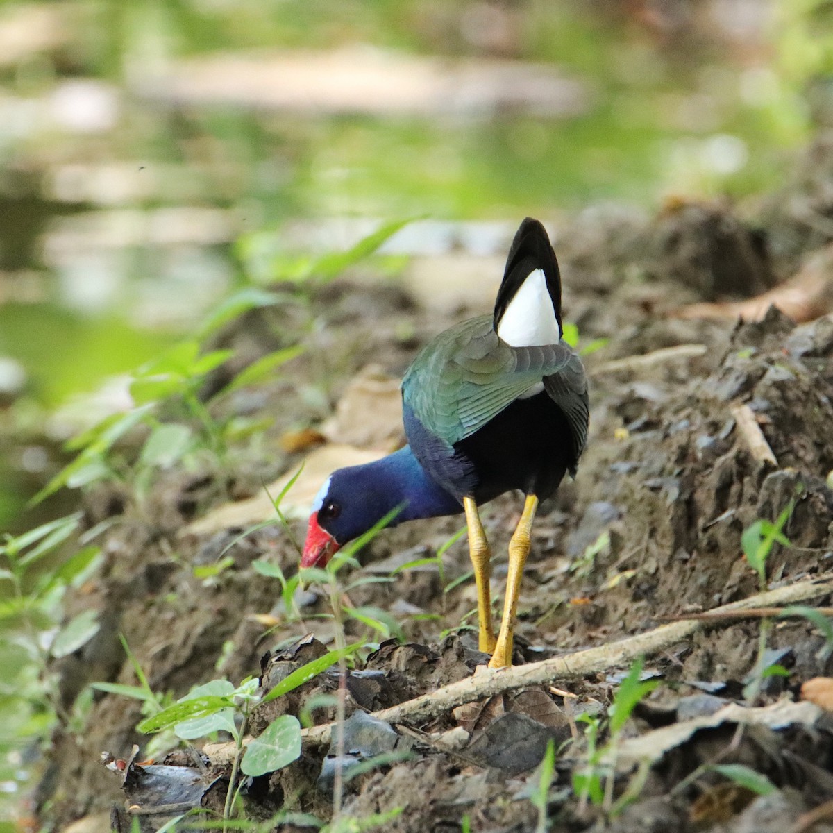 Purple Gallinule - ML652266436
