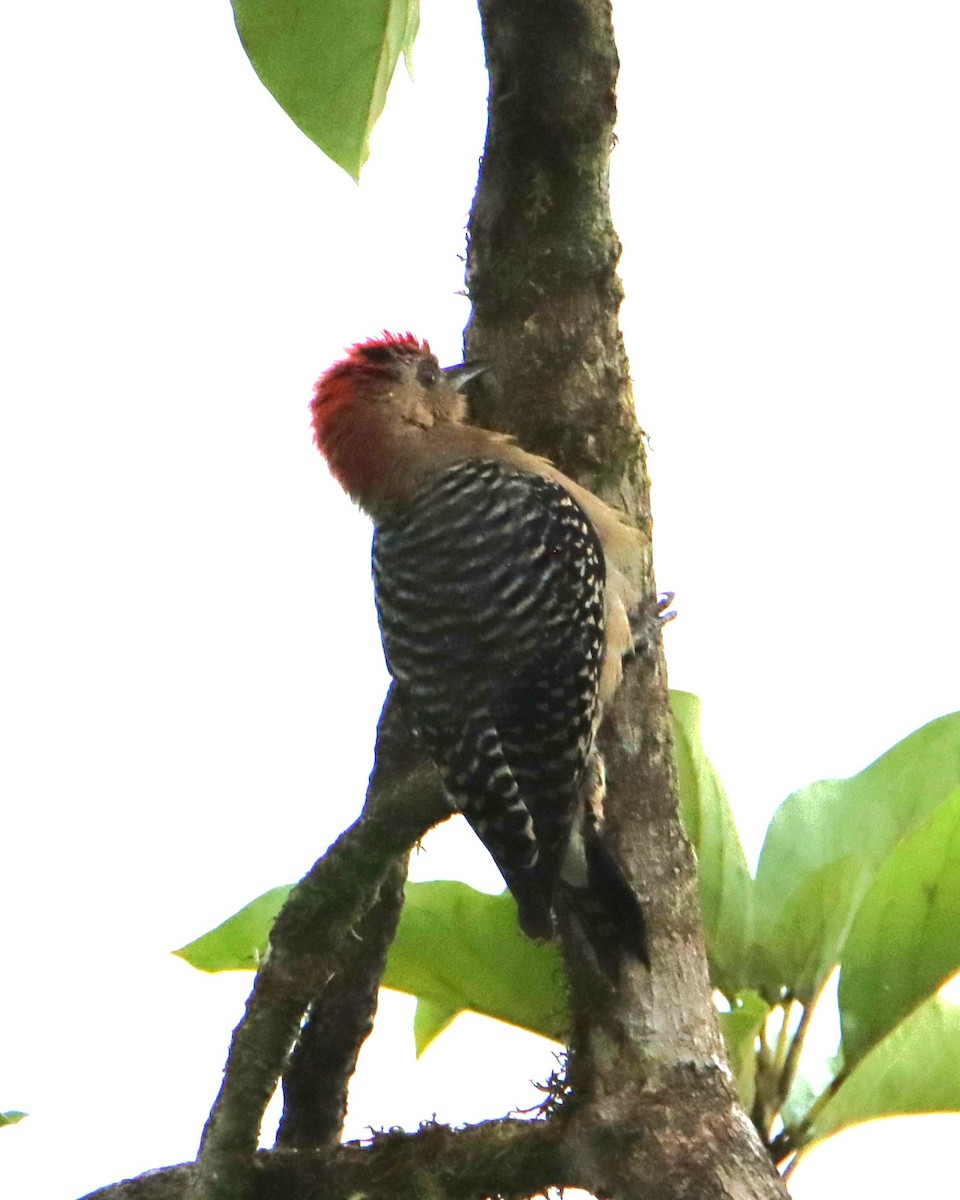 Red-crowned Woodpecker - ML652266562