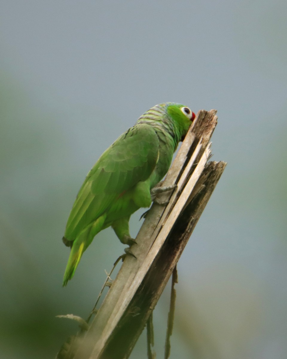 Red-lored Amazon - ML652266573