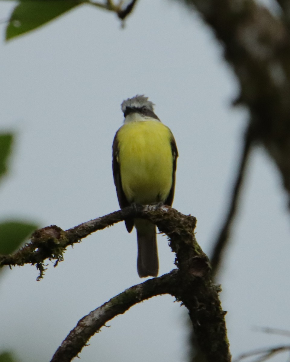 Gray-capped Flycatcher - ML652266592
