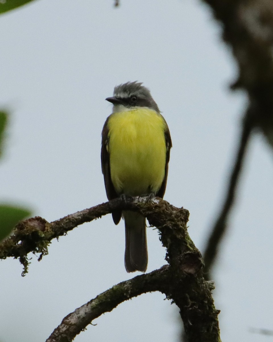 Gray-capped Flycatcher - ML652266593
