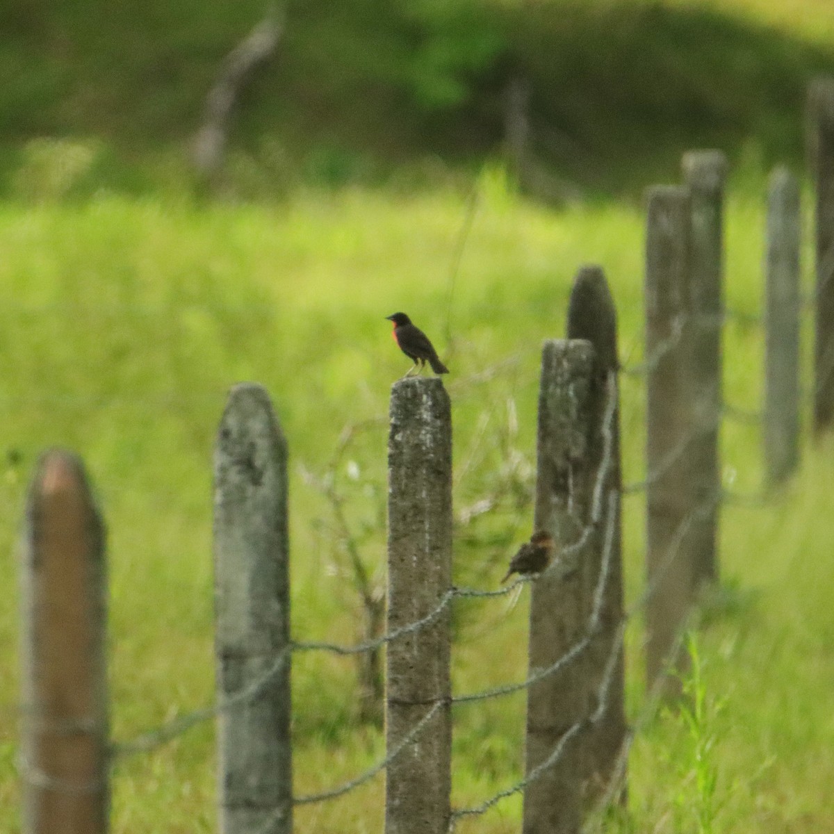 Red-breasted Meadowlark - ML652266604