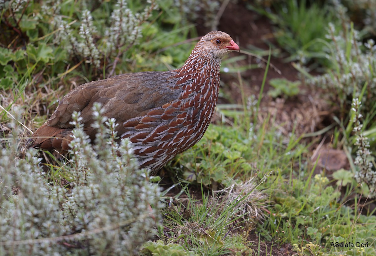 Jackson's Spurfowl - ML652266610