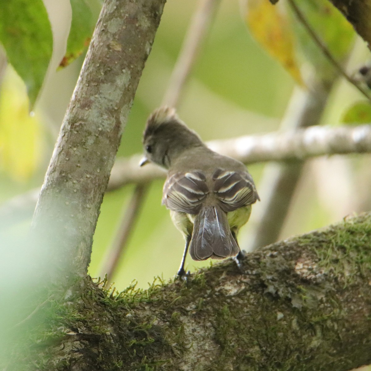 Yellow-bellied Elaenia - ML652266639