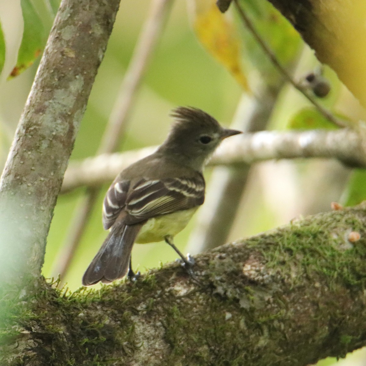 Yellow-bellied Elaenia - ML652266640