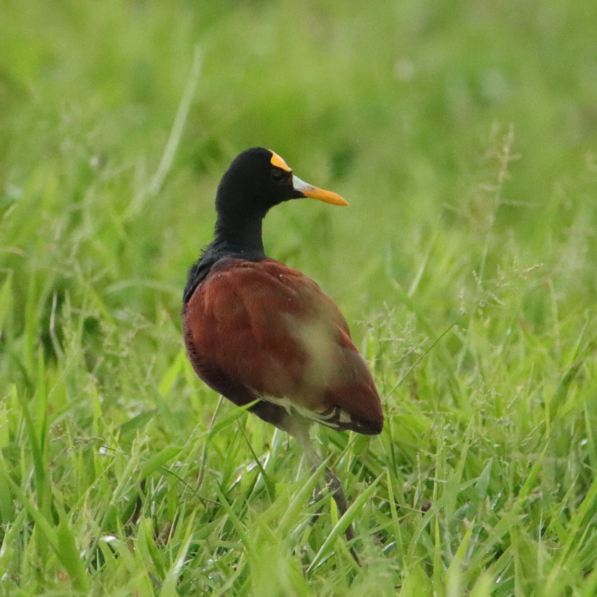 Northern Jacana - ML652266740