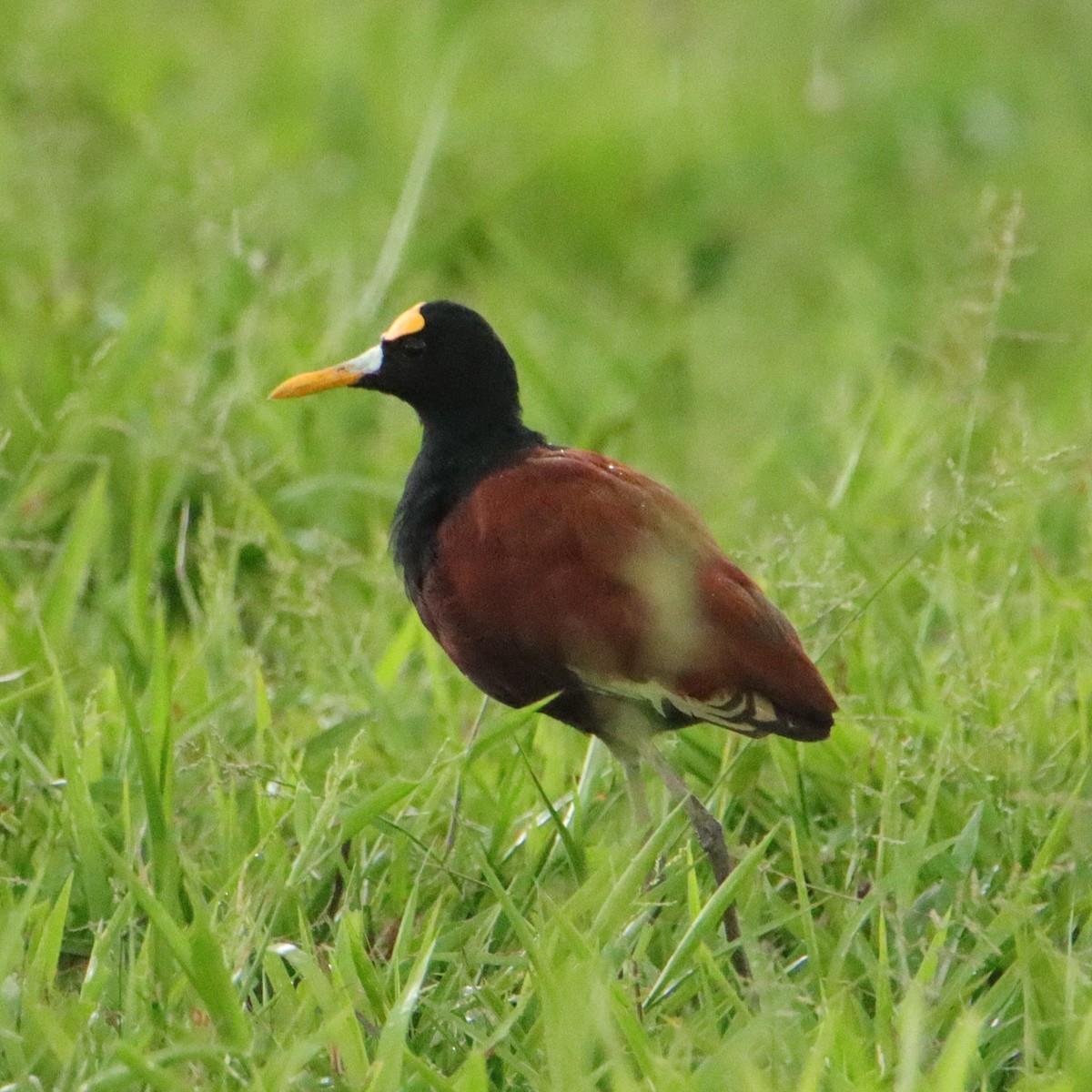 Northern Jacana - ML652266741
