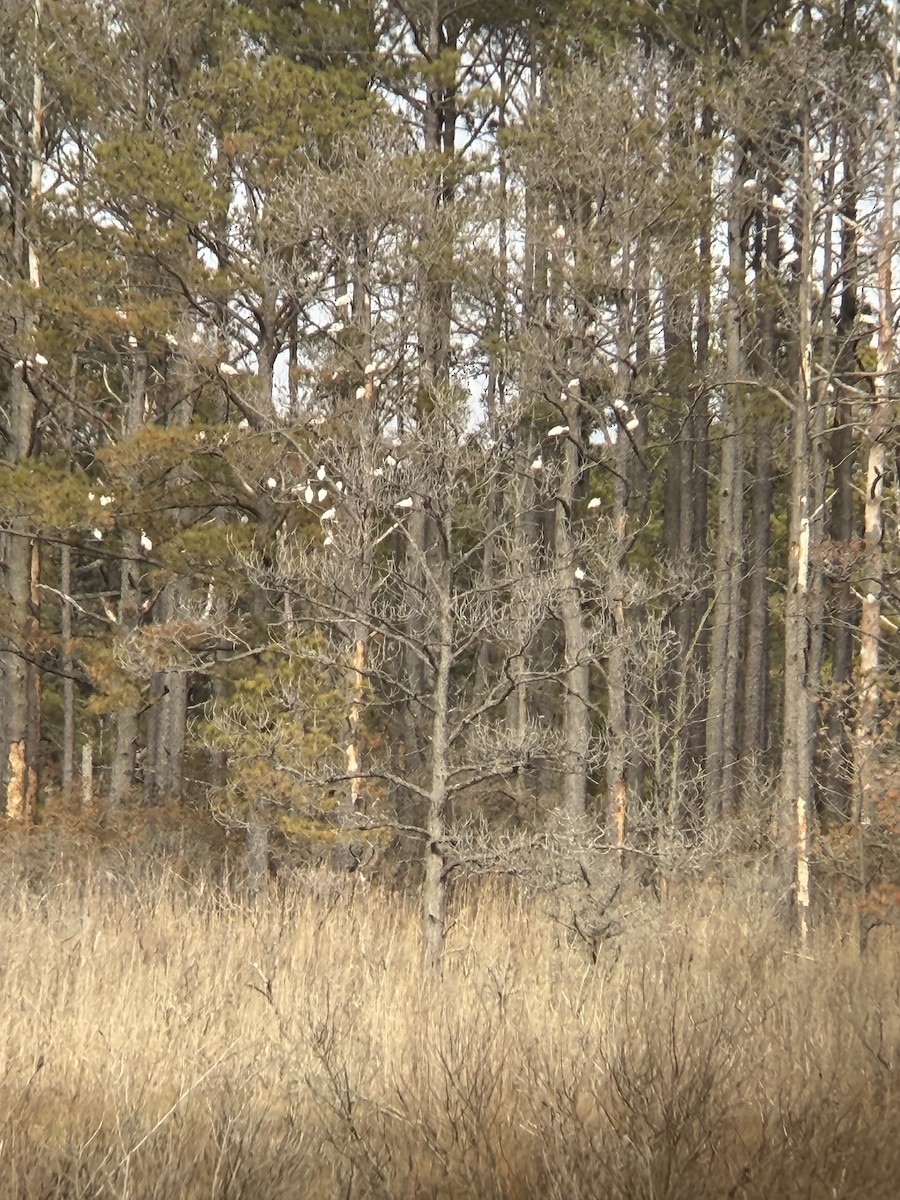 Corocoro Blanco - ML652266744