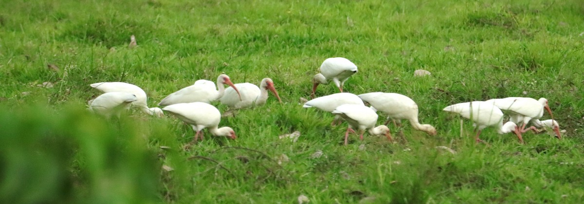White Ibis - ML652266746