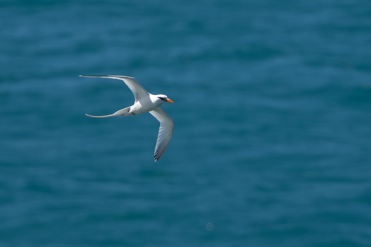 White-tailed Tropicbird - ML652266747