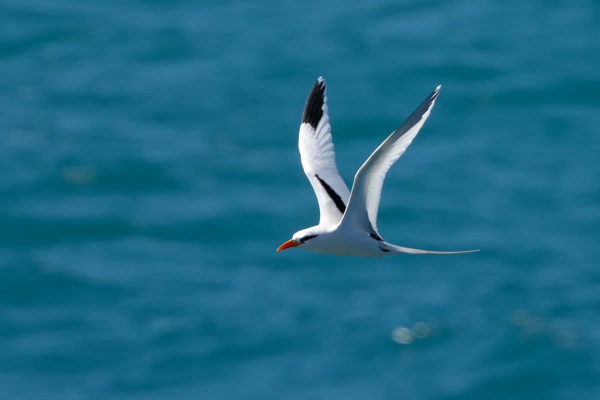 White-tailed Tropicbird - ML652266748