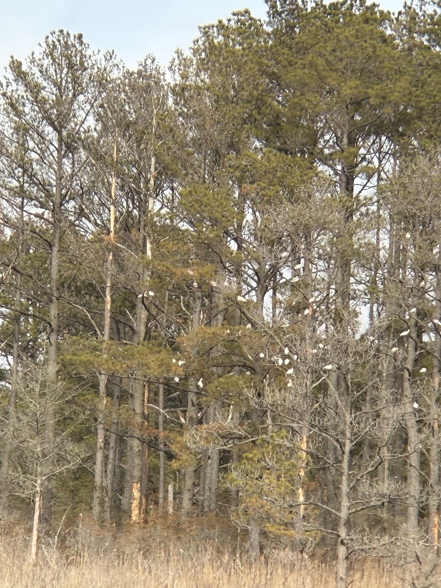 Corocoro Blanco - ML652266761