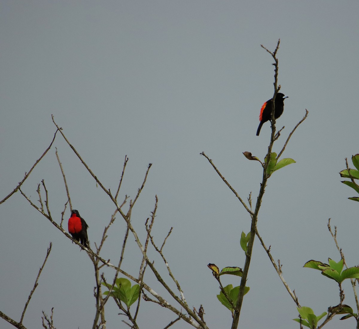 Scarlet-rumped Tanager - ML652266763