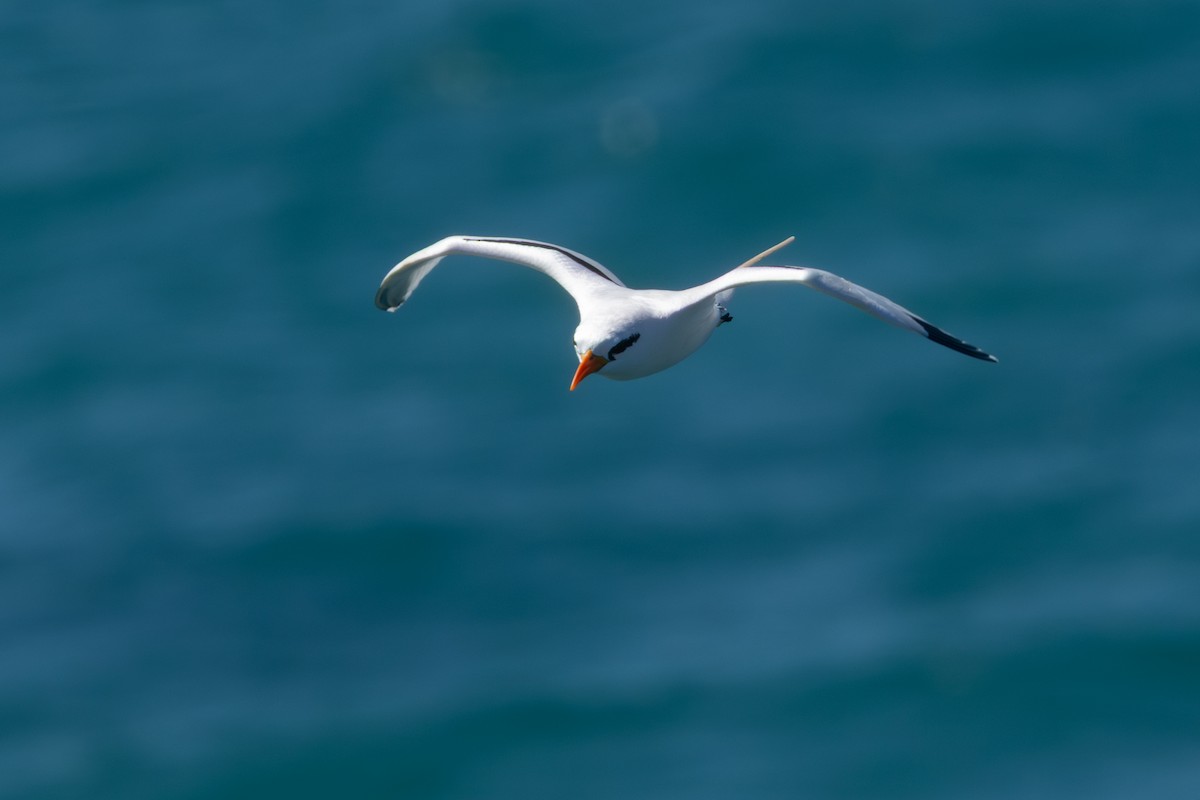 White-tailed Tropicbird - ML652266766