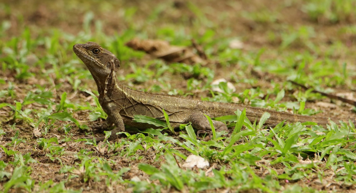 爬行綱 (爬蟲類 爬行類) - ML652266805