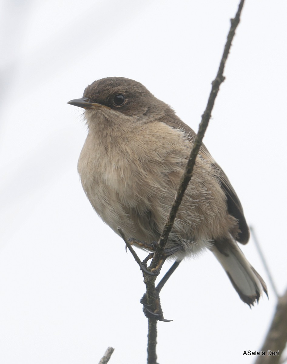 Moorland Chat (Mt. Kenya) - ML652266849