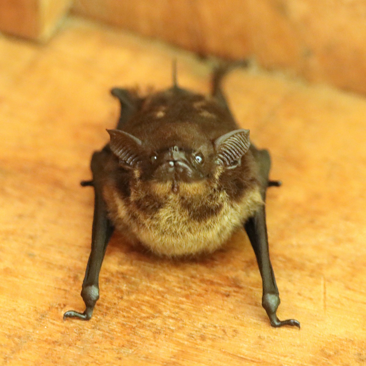 Gray Sac-winged Bat - ML652266935