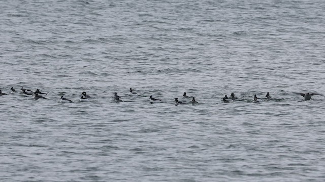 Bufflehead - ML652266960