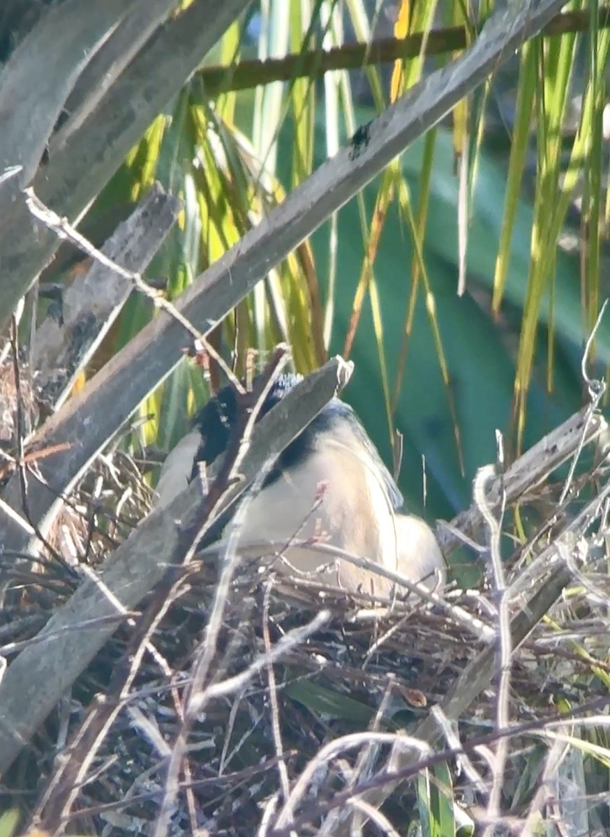 夜鷺 - ML652267106