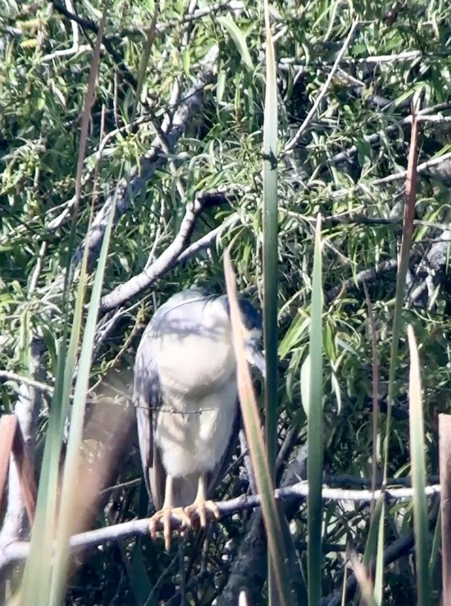 夜鷺 - ML652267107