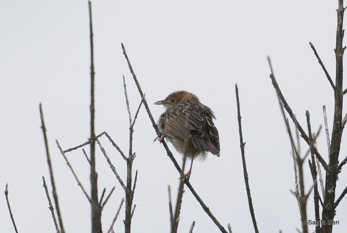 Aberdare Cisticola - ML652267140