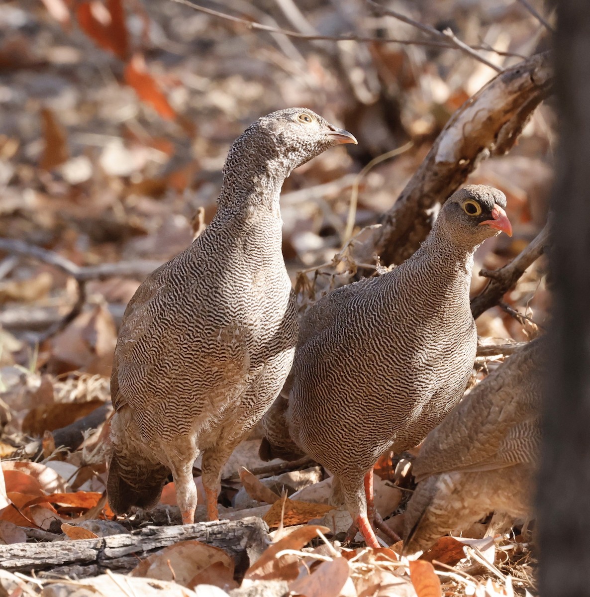サザナミシャコ - ML652267203