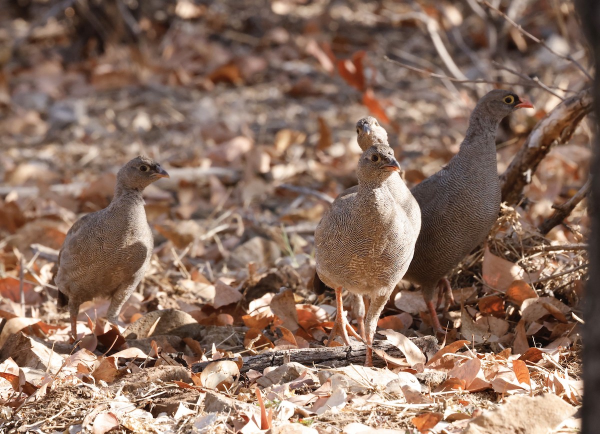 サザナミシャコ - ML652267204