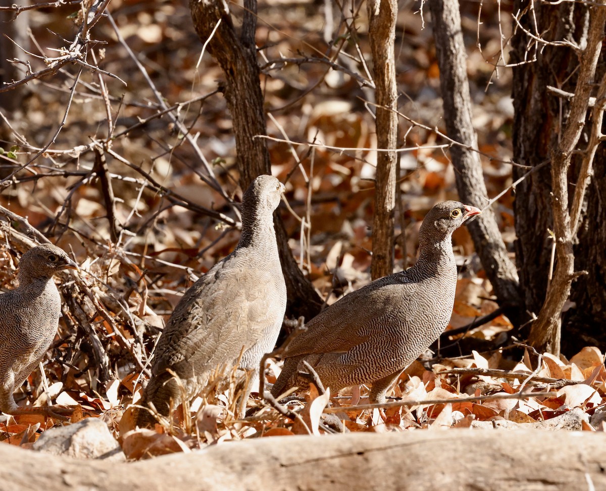 サザナミシャコ - ML652267205