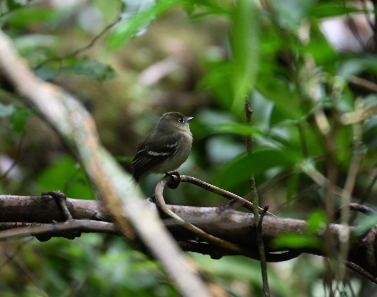 Yellow-bellied Flycatcher - ML652267419