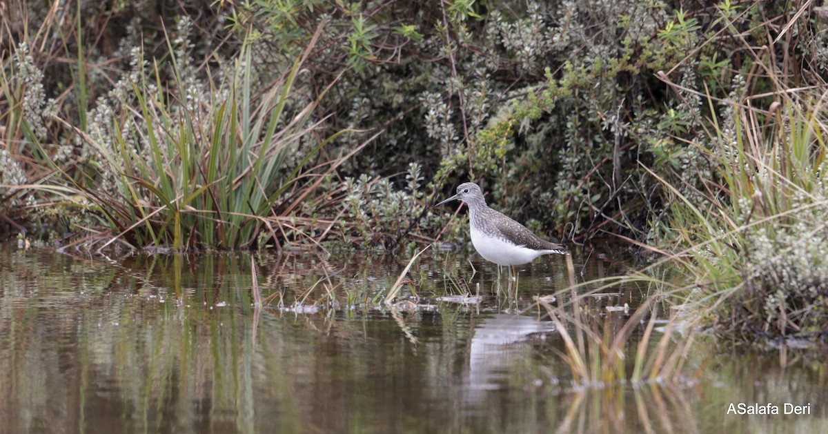 Piro piro culbianco - ML652267583