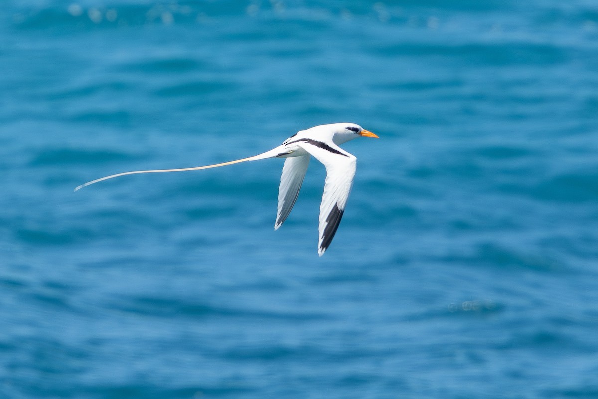 White-tailed Tropicbird - ML652267921