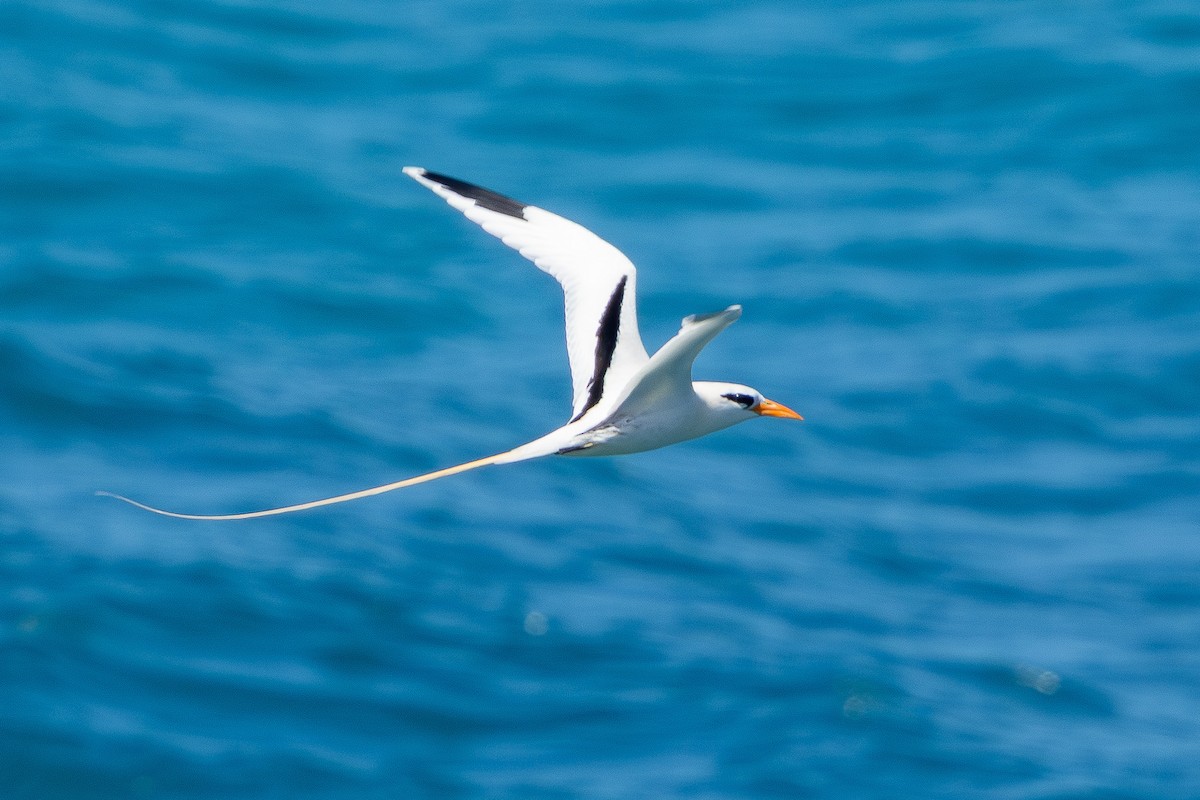 White-tailed Tropicbird - ML652267922