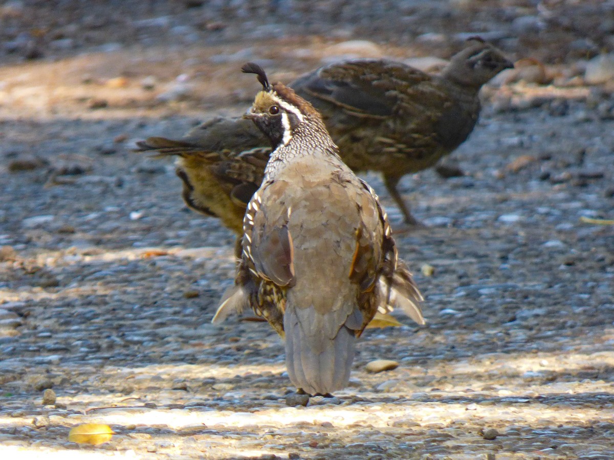 カンムリウズラ - ML652268094