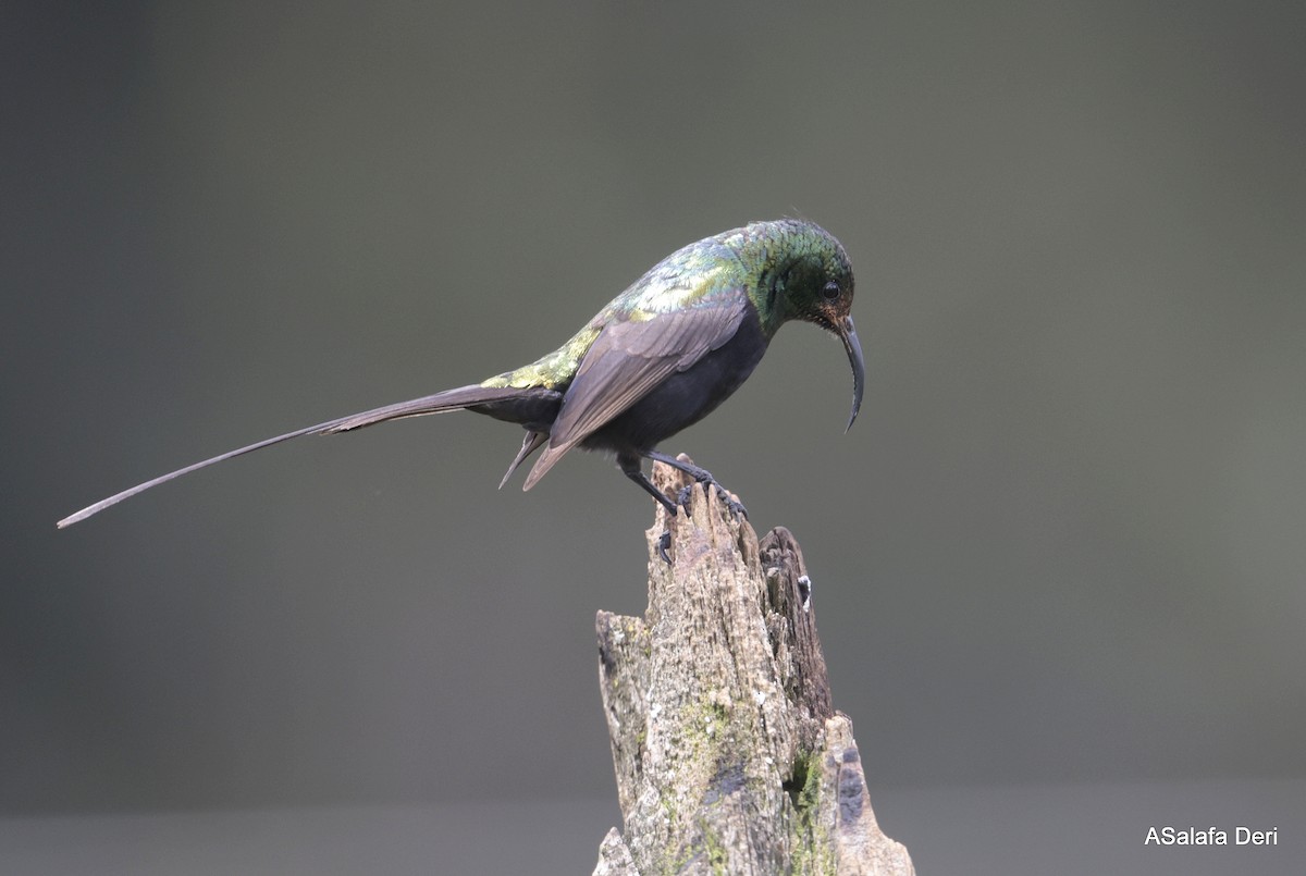 Bronze Sunbird - ML652268213