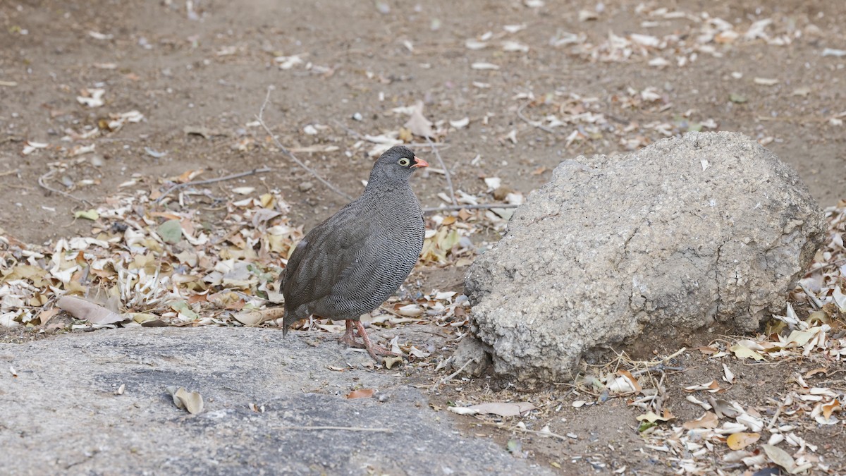 サザナミシャコ - ML652268253