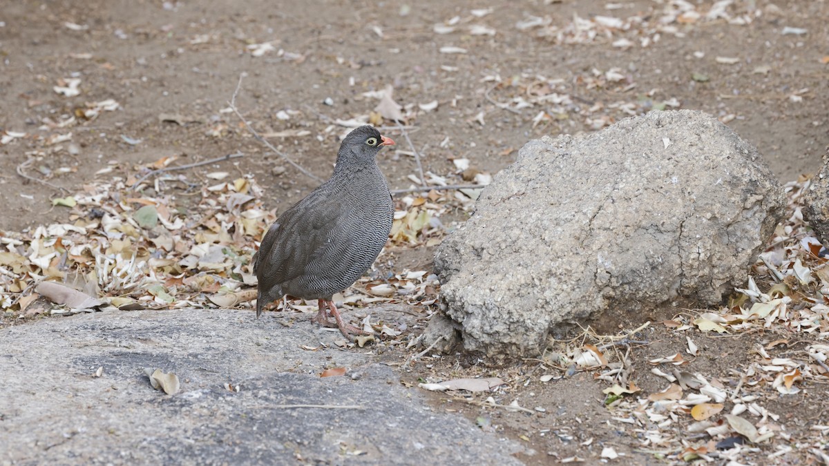 サザナミシャコ - ML652268254