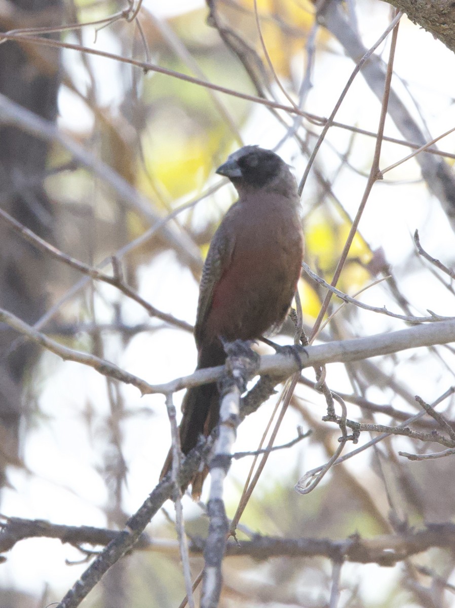 Black-faced Waxbill - ML652268602