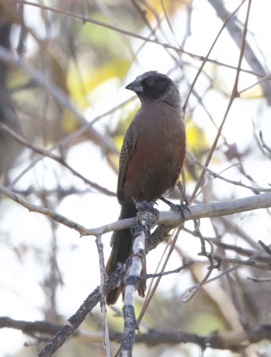 Black-faced Waxbill - ML652268603