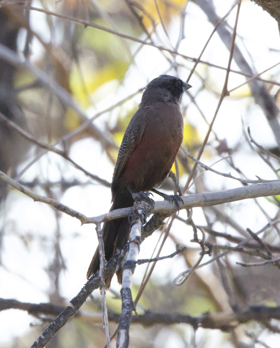 Black-faced Waxbill - ML652268604