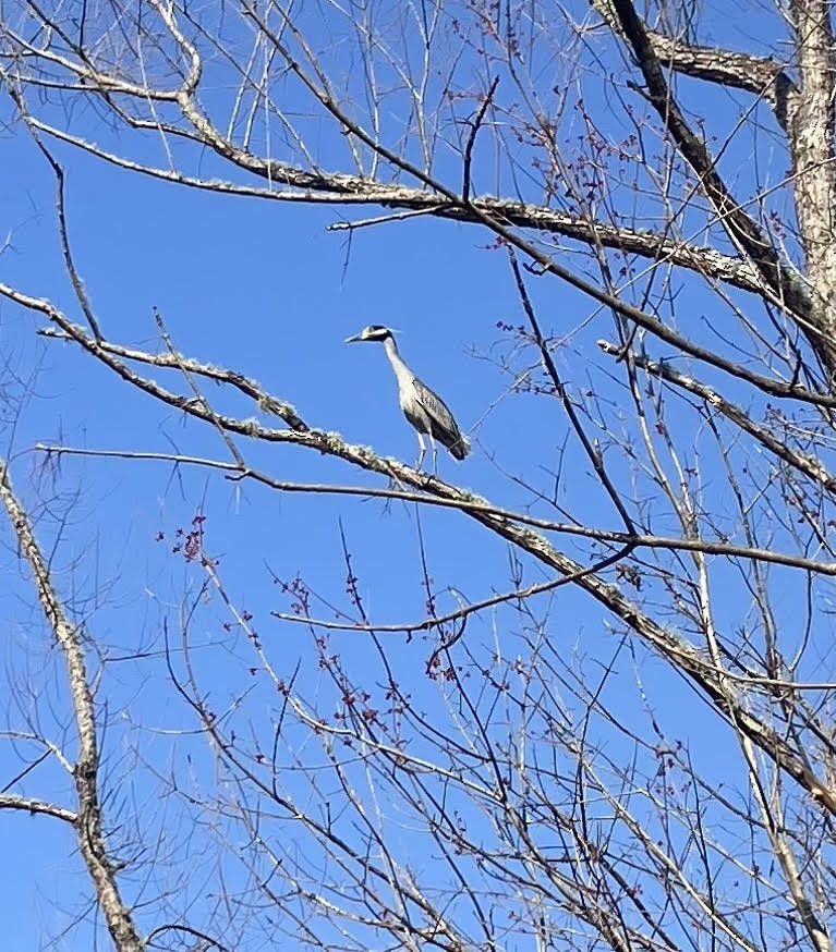 Yellow-crowned Night Heron - ML652268670