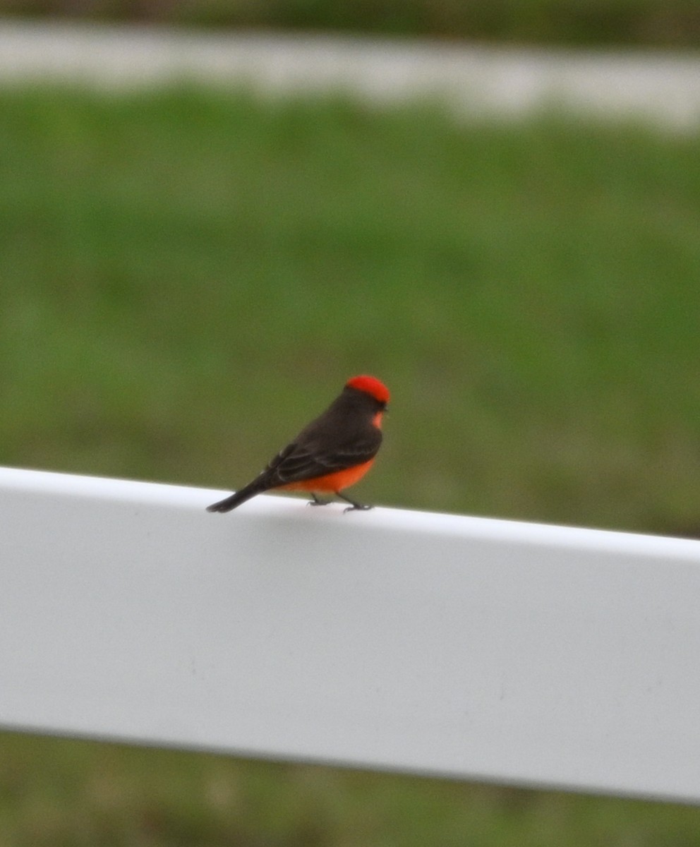 Mosquero Cardenal - ML652268691