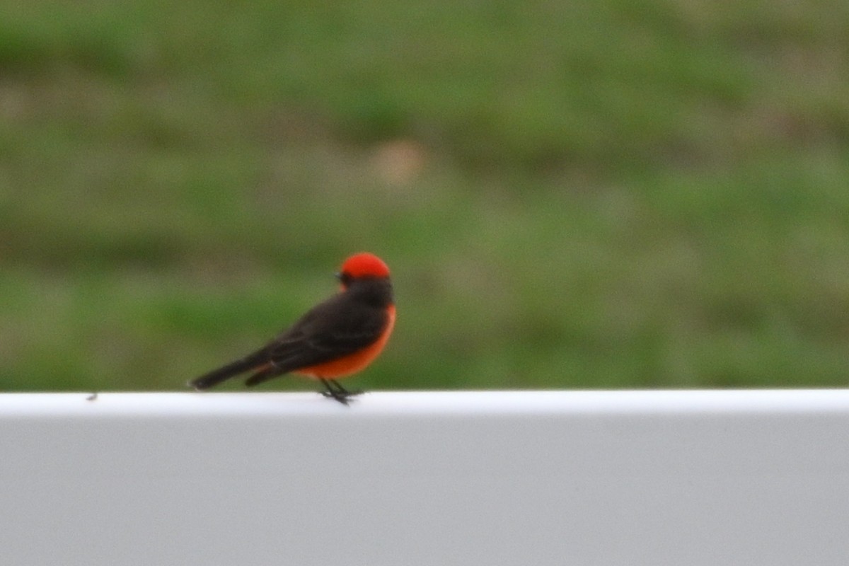 Mosquero Cardenal - ML652268692